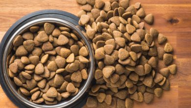 Unleashing the Power of Working Dog Food for Active Canines