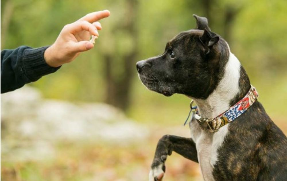 Choosing the Perfect Dog Trainer in Portland