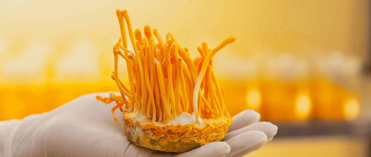 Cordyceps May Boost Lung