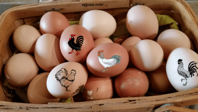 Today Egg Rate