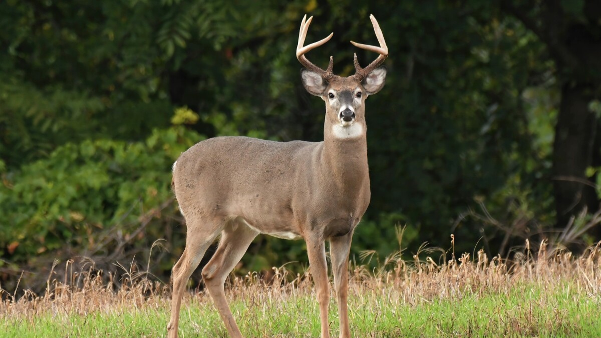 Premier Illinois Whitetail Hunting: An Unparalleled Experience